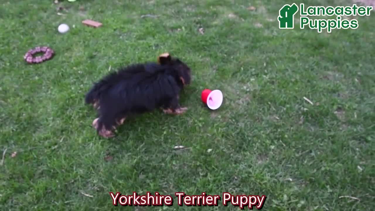 Yorkshire Terrier dogs for sale: Quinn - Video 1