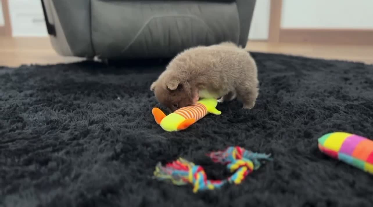 Pomeranian dogs for sale: Winston - Video 1