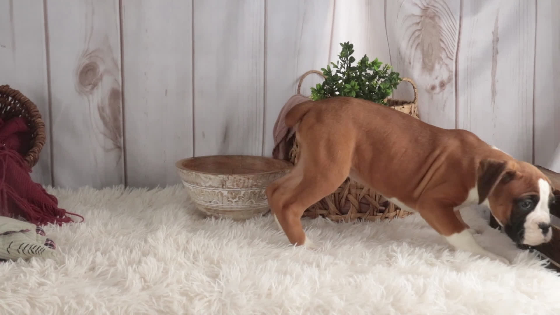 Boxer dogs for sale: Molly - Video 4