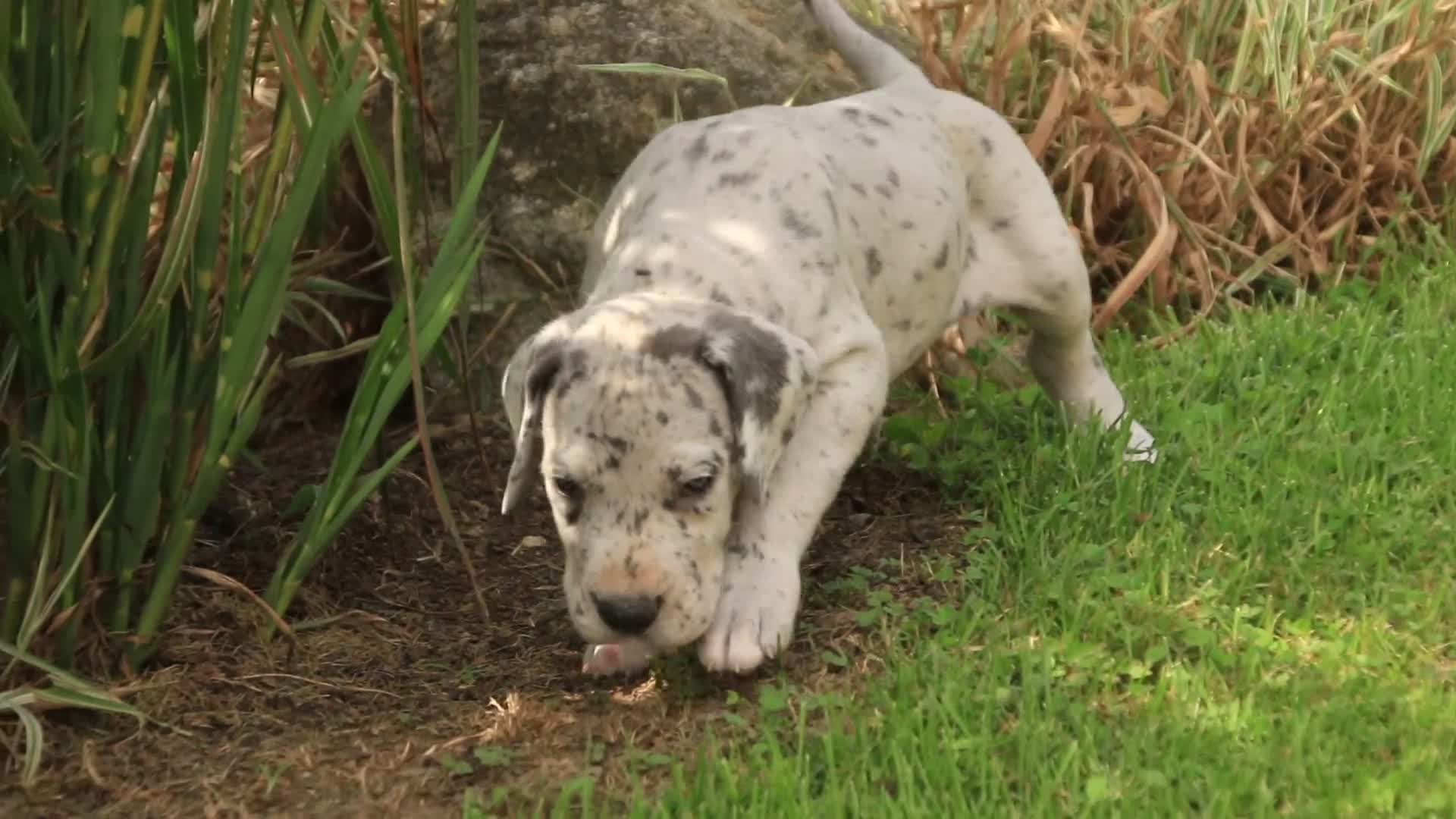Great Dane dogs for sale: Beatrice Great Dane  - Video 2