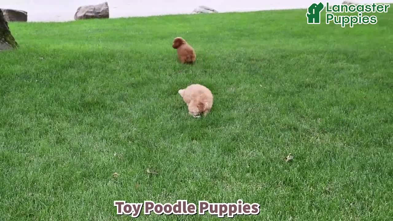 Toy Poodle dogs for sale: Oliver - Video 1