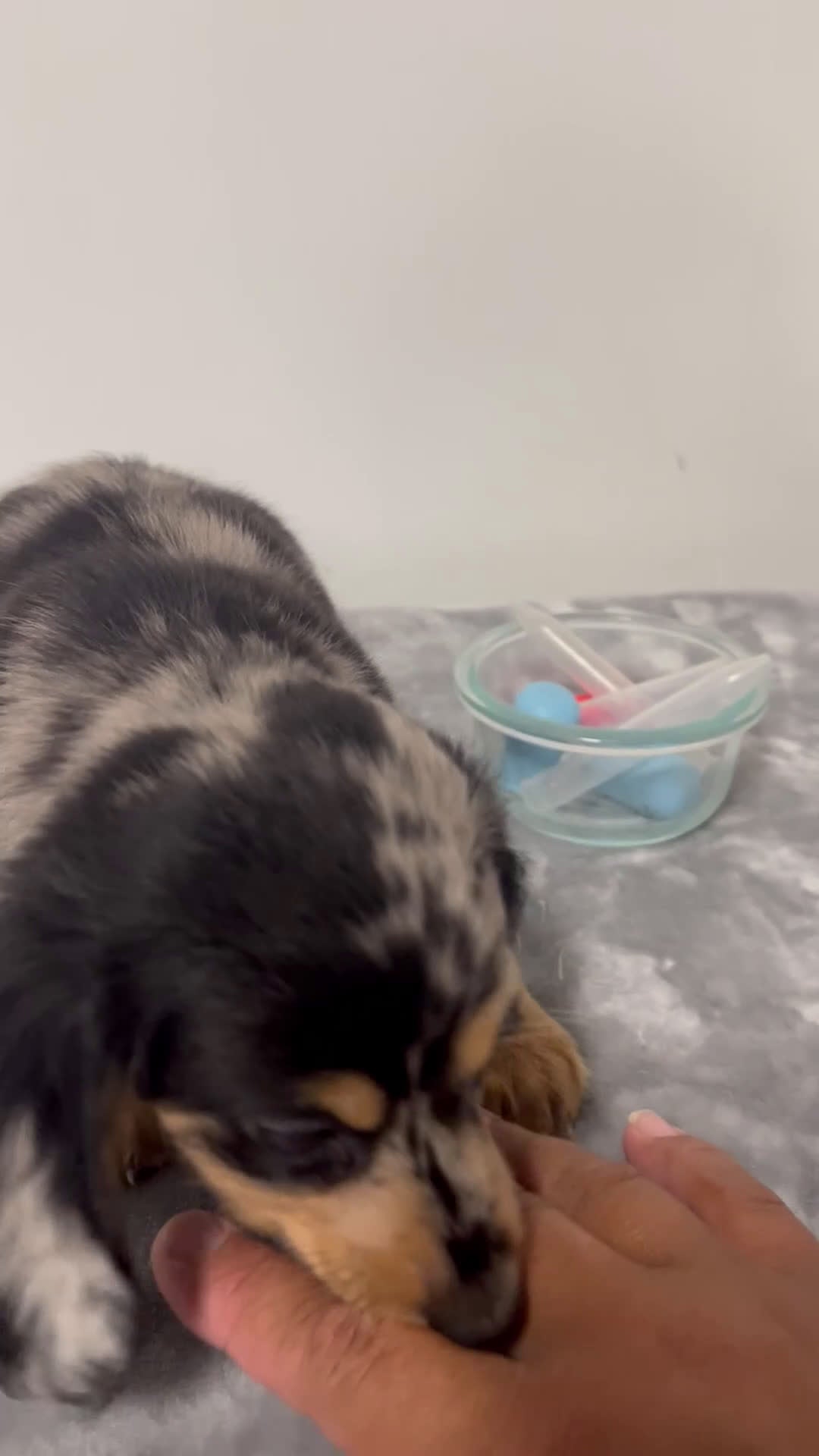 Miniature Dachshund dogs for sale: Miniature Dachshund gio - Video 1