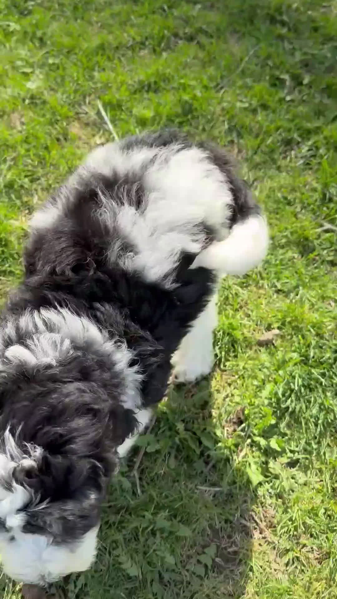 Saint Berdoodles dogs for sale: Camille - Standard F1b - Video 1