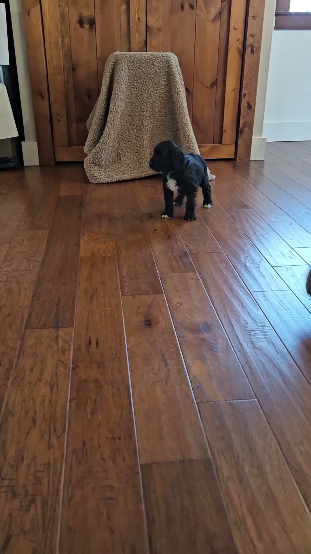Portuguese Water Dog dogs for sale: Percival (Percy) - Video 1