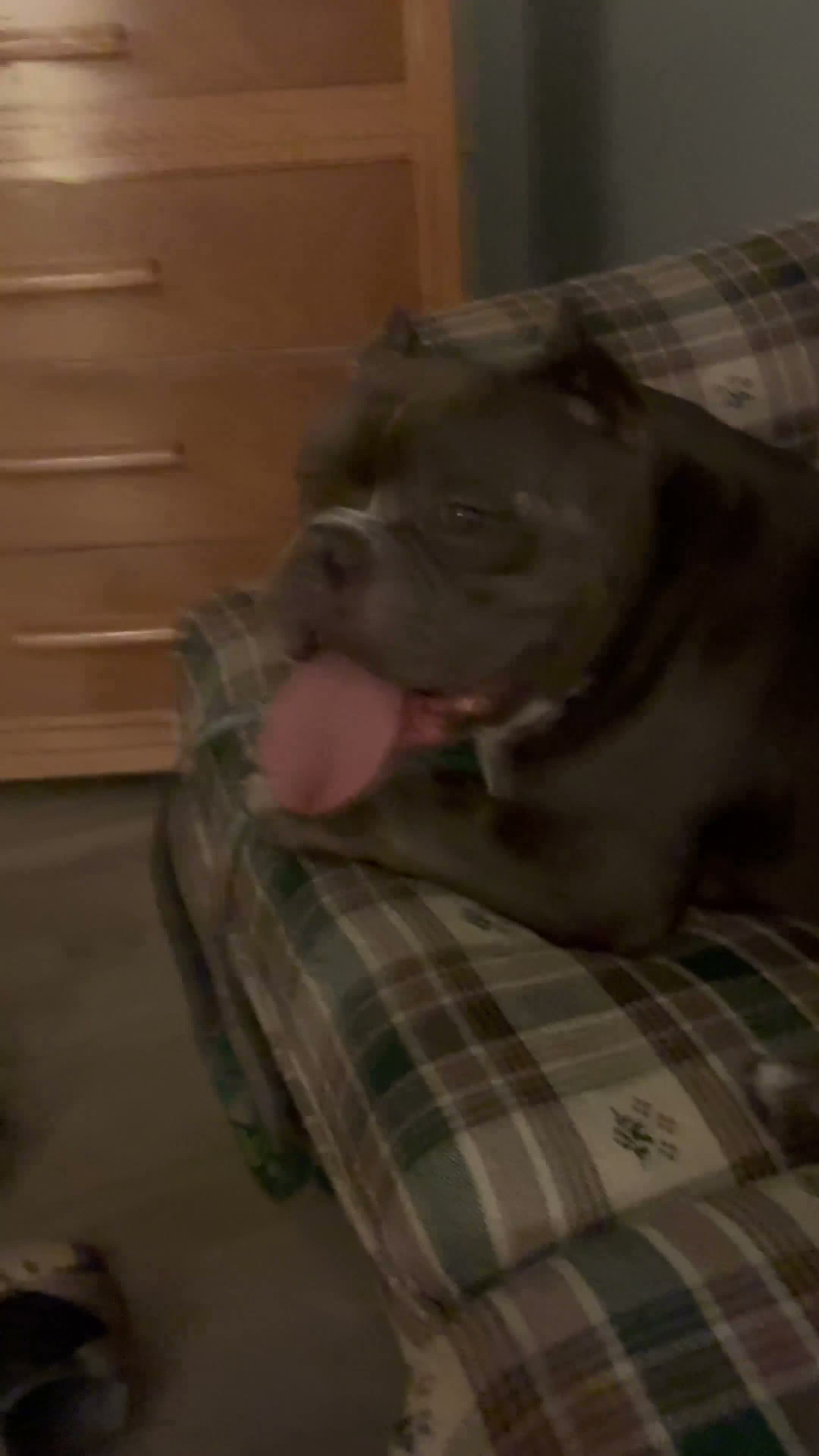 American Bully dogs for stud: Fat daddy’s first litter  - Video 1