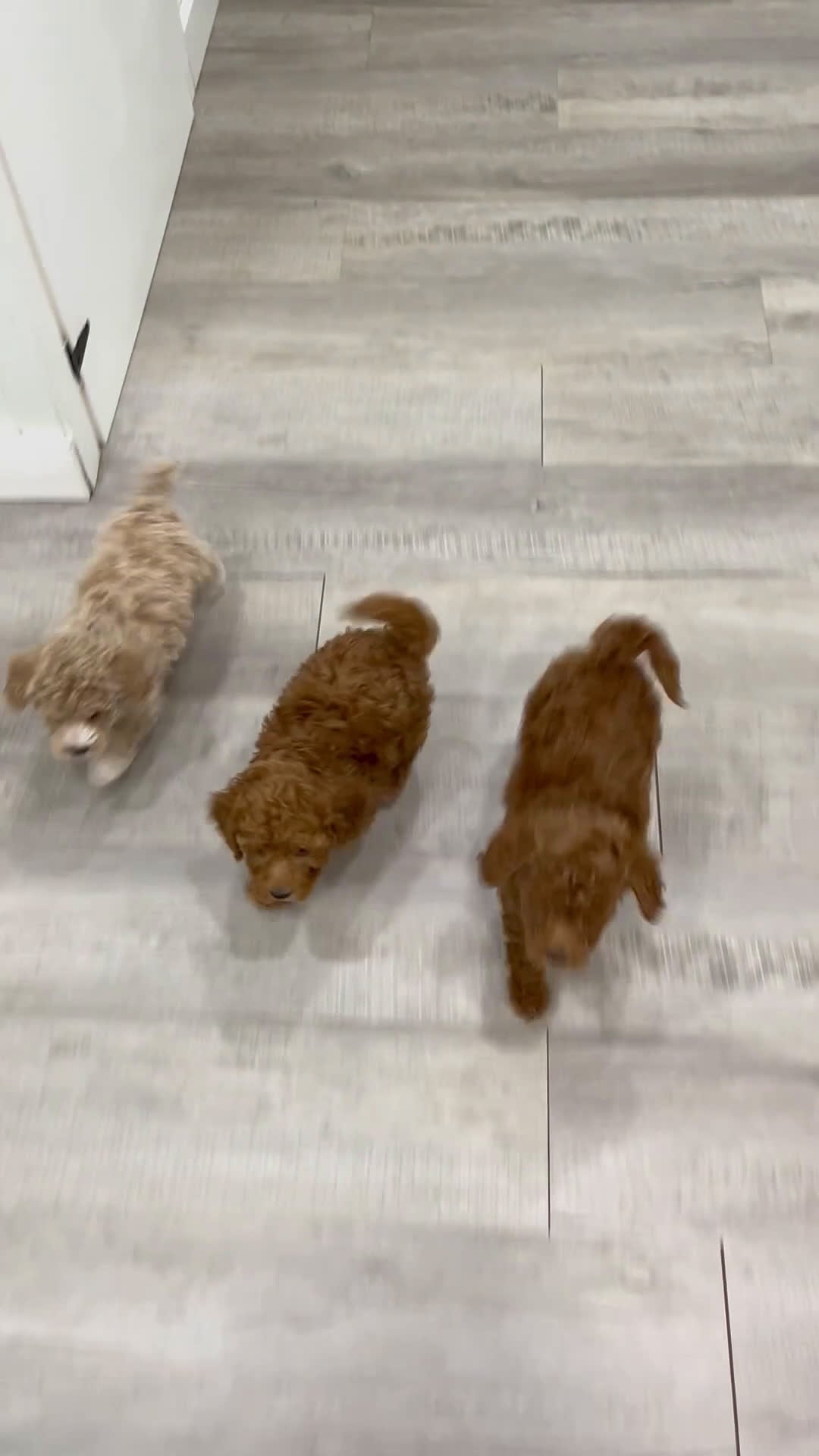 Bichpoo dogs for sale: Roscoe - Video 2