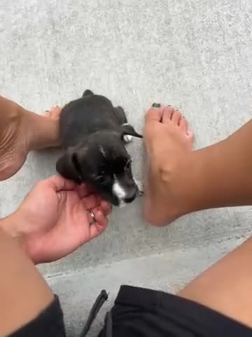 Jack Russell Terrier dogs for sale: Teddy - Video 1