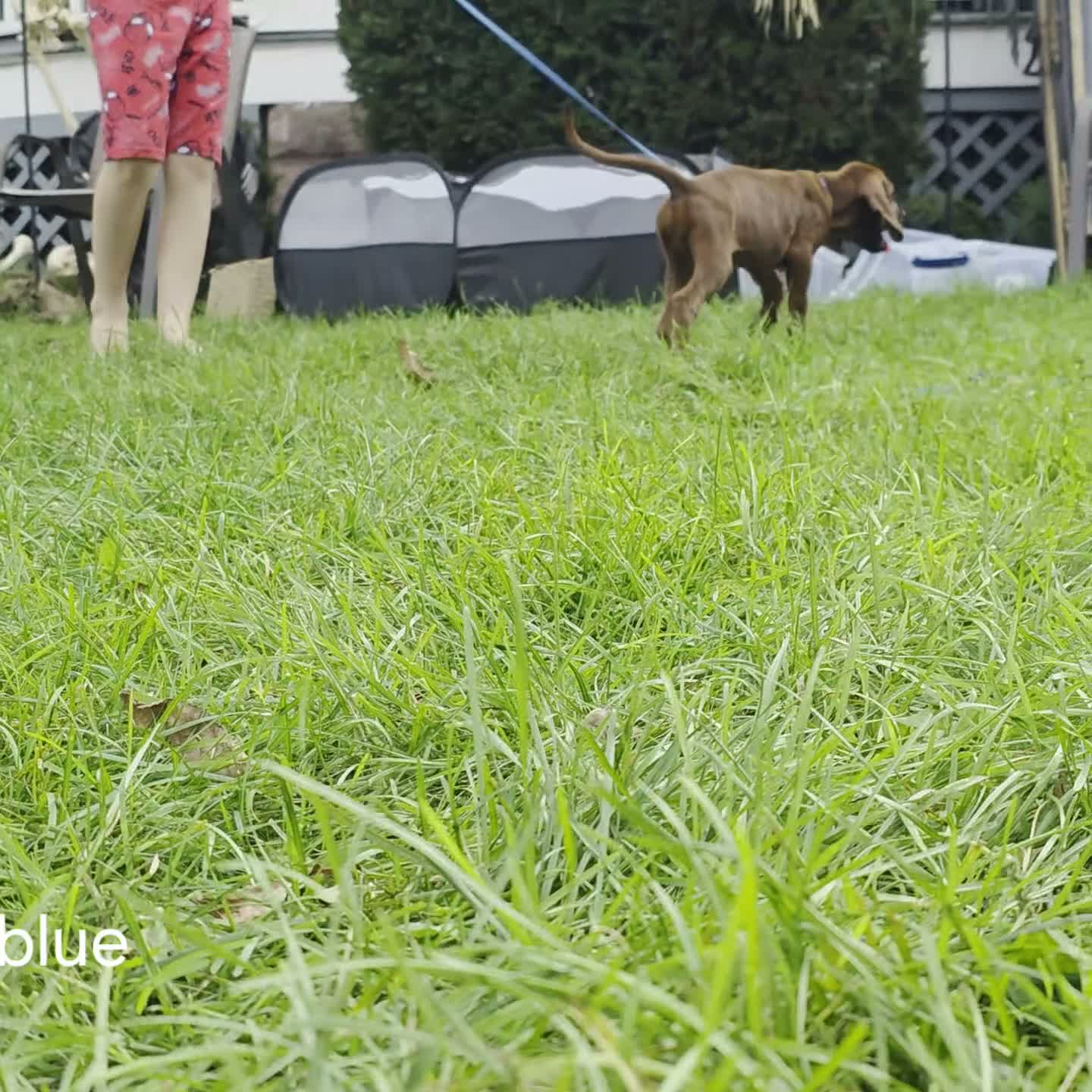 Redbone Coonhound dogs for sale: Redbone Coonhound 8(blue) - Video 1