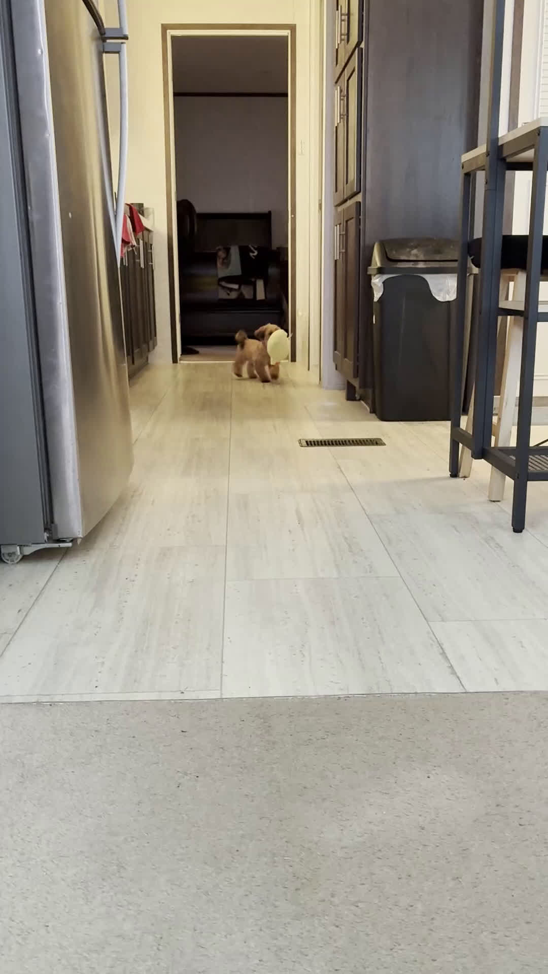 Shorkie dogs for sale: Benny - Video 1