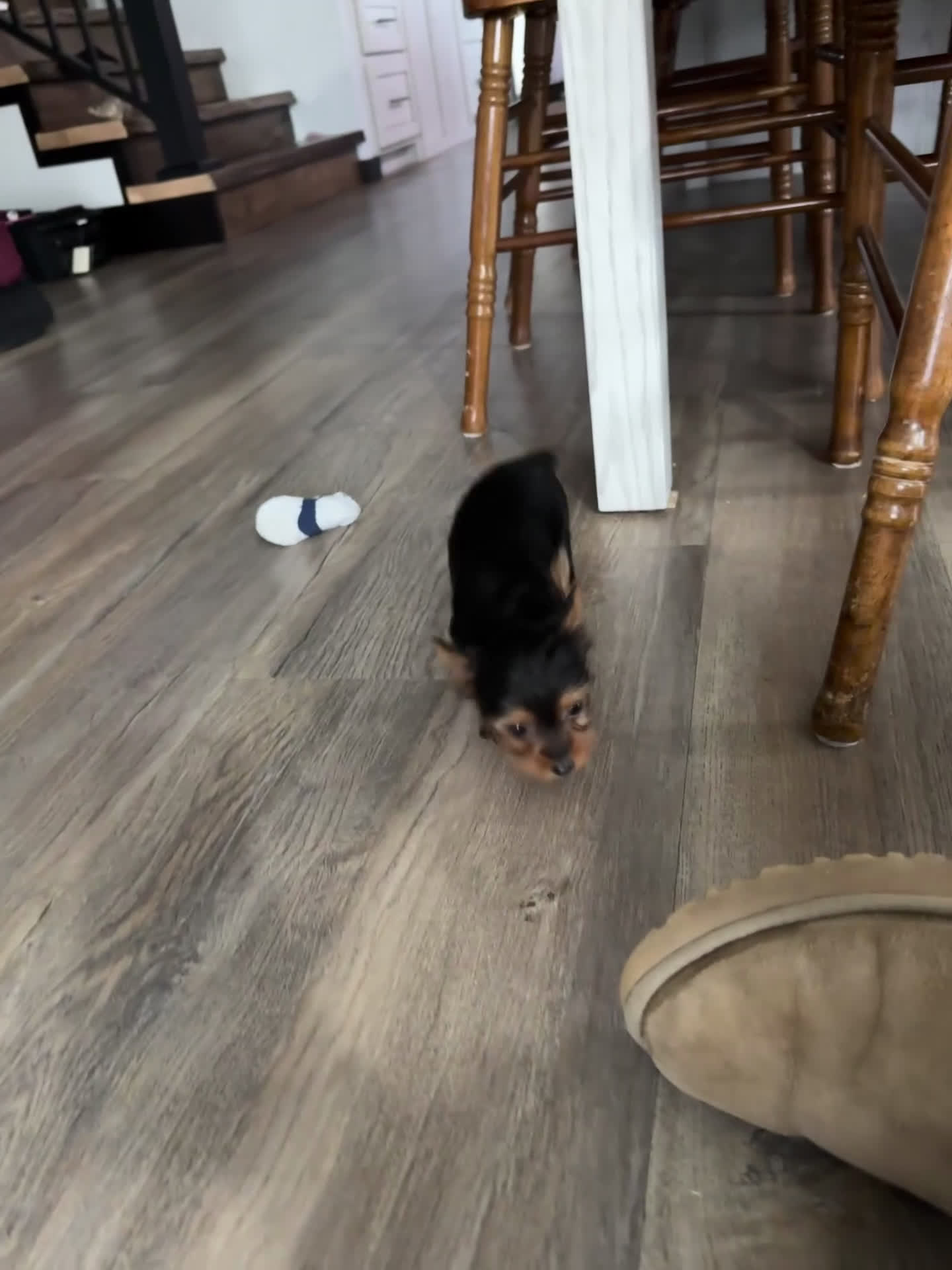 Yorkshire Terrier dogs for sale: Izzy - Video 1