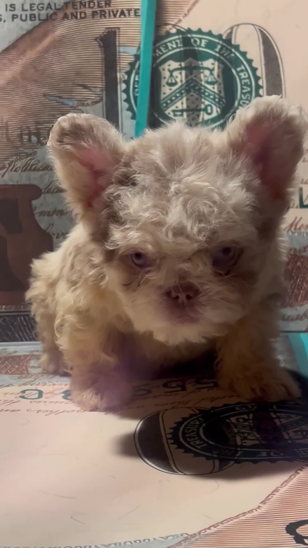 French Bulldog dogs for sale: “New new” - Video 1
