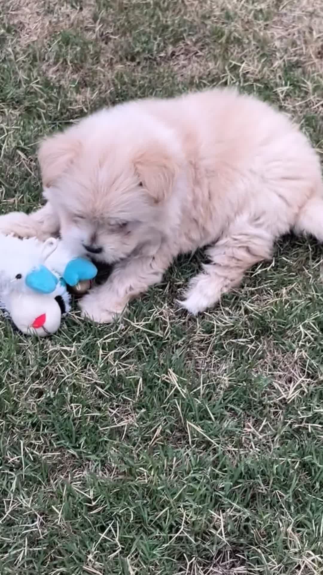 Pomapoo dogs for sale: masha - Video 1