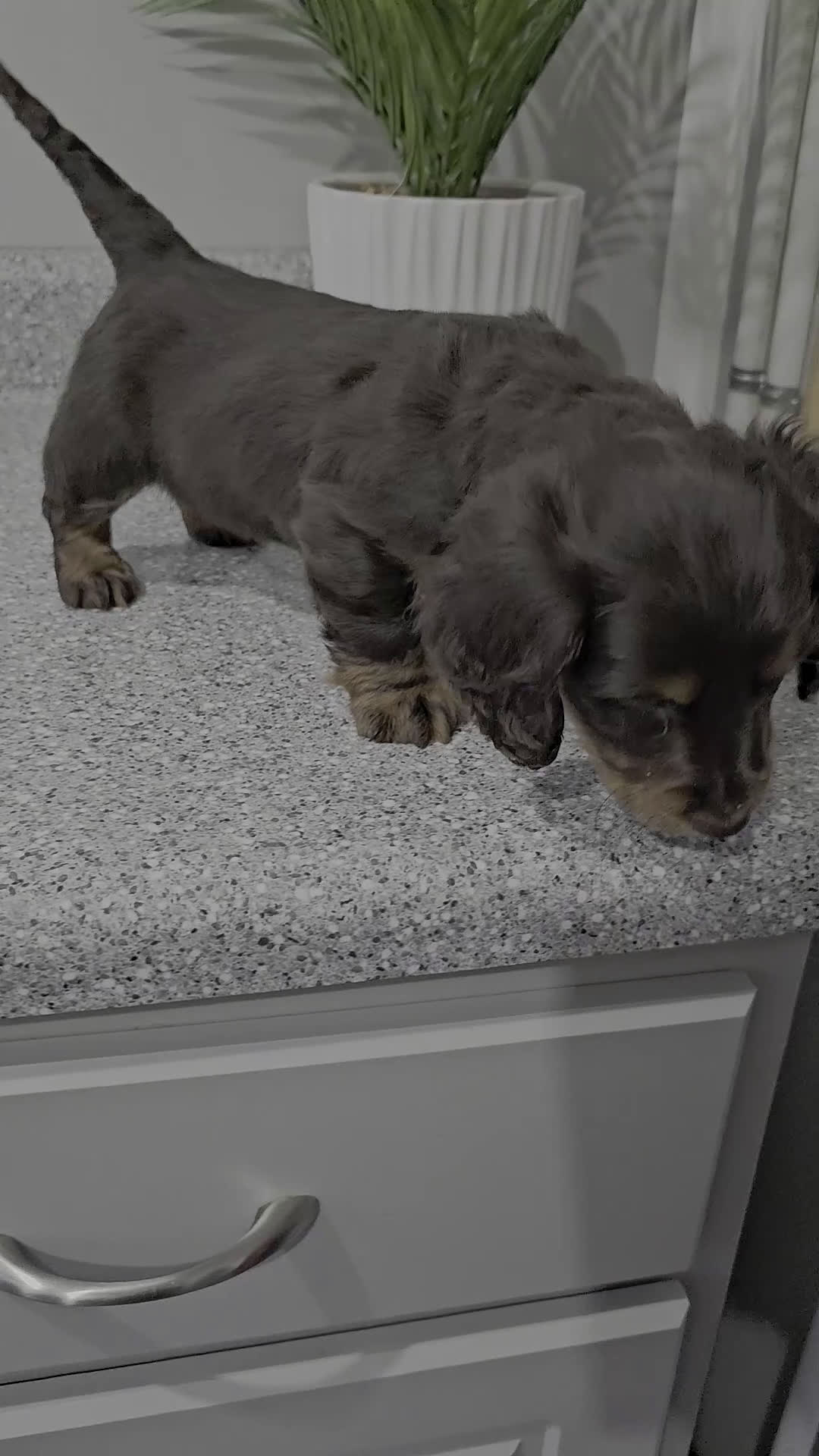 Miniature Dachshund dogs for sale: Tater Tot - Video 1