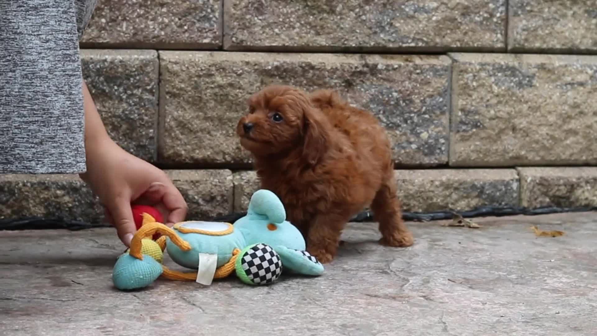 Maltipoo dogs for sale: Posie - Video 1