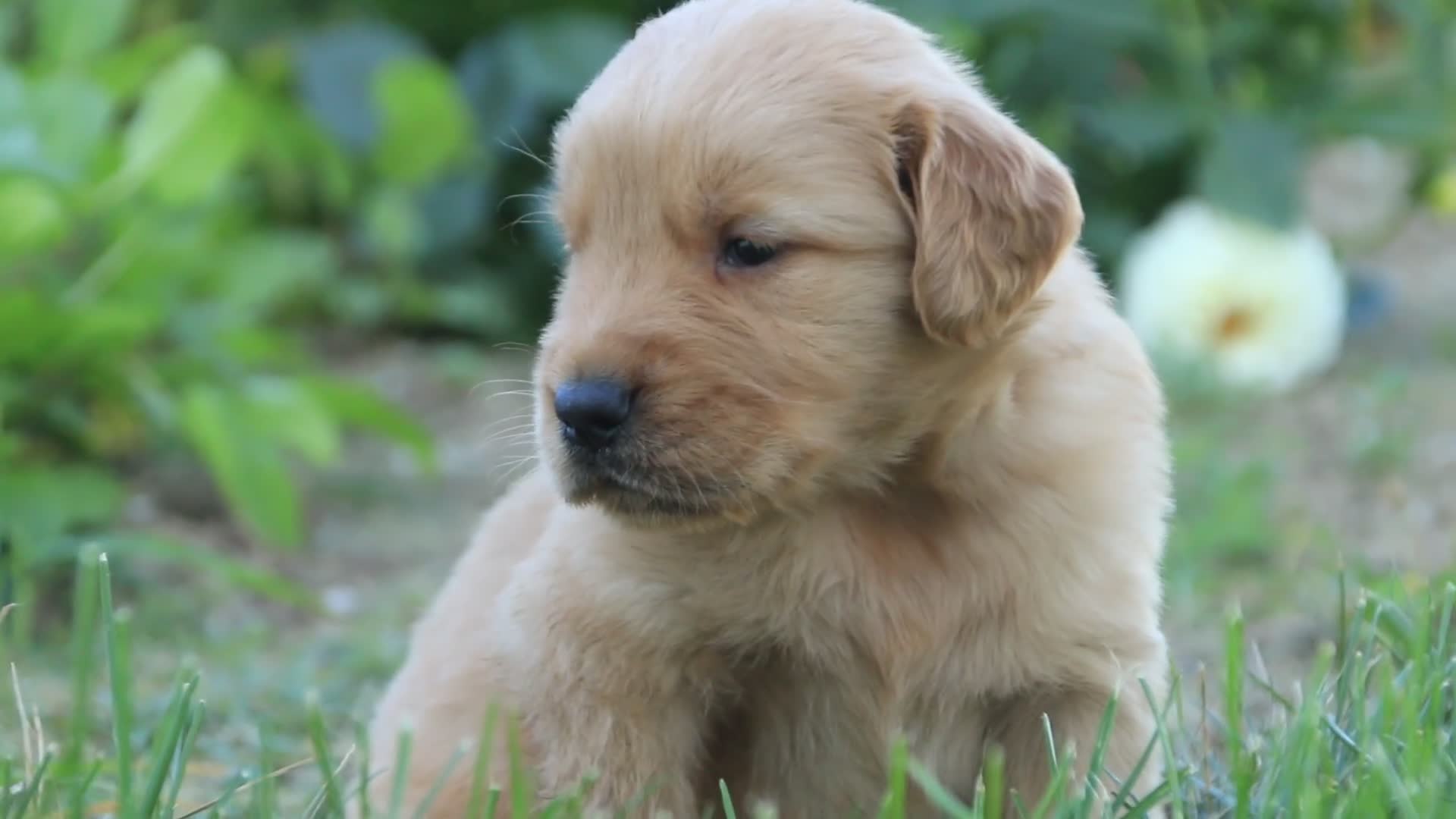 Golden Retriever dogs for sale: Lawrence Golden Retriever  - Video 1