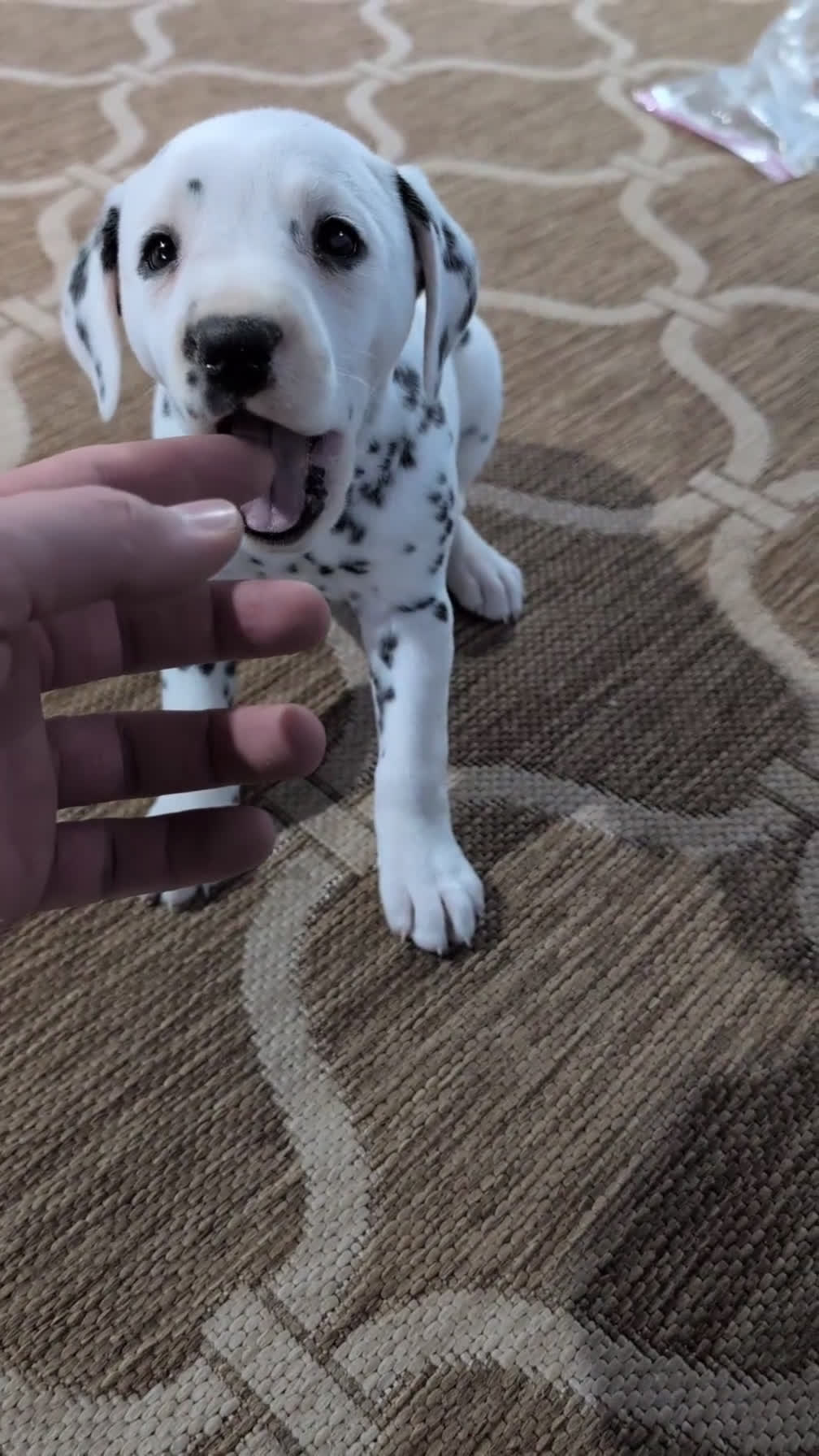 Dalmatian dogs for sale: Kylie - Video 1
