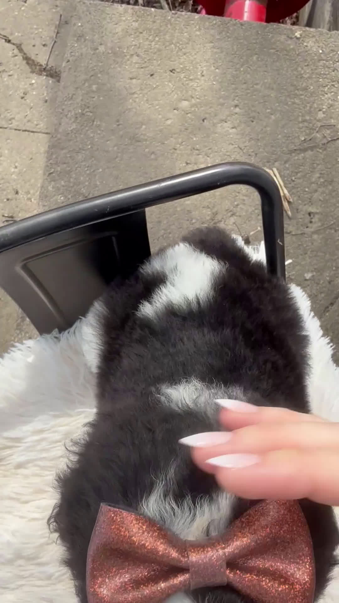 Saint Berdoodles dogs for sale: Calliope - Standard F1b - Video 2