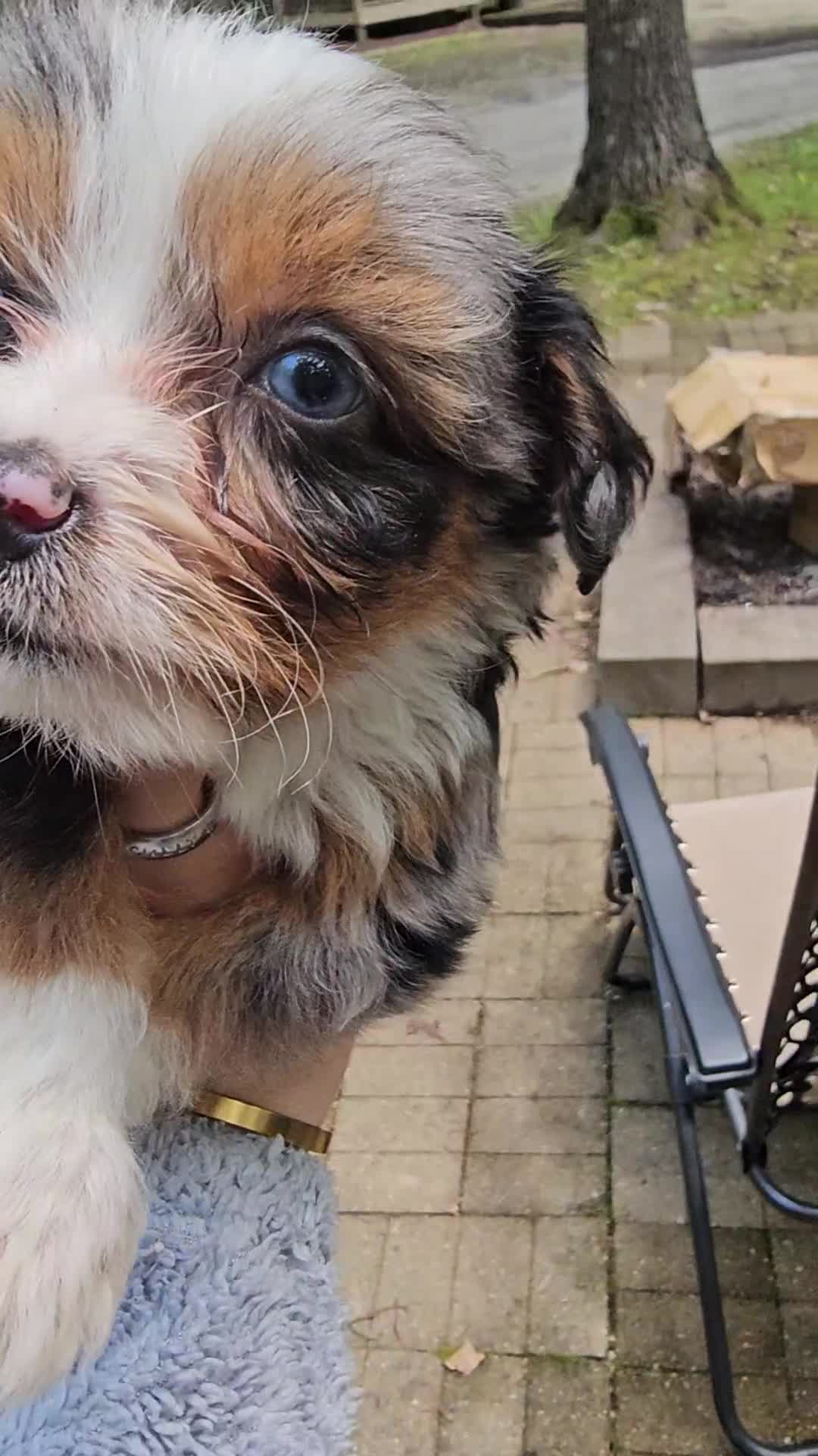 Mini Aussiedoodle dogs for sale: Indigo - Video 2