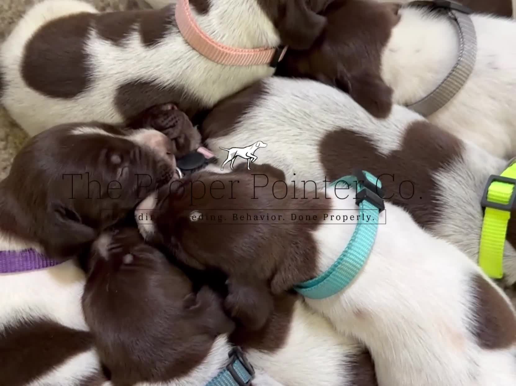 German Shorthaired Pointer dogs for sale: Brave  - Video 1