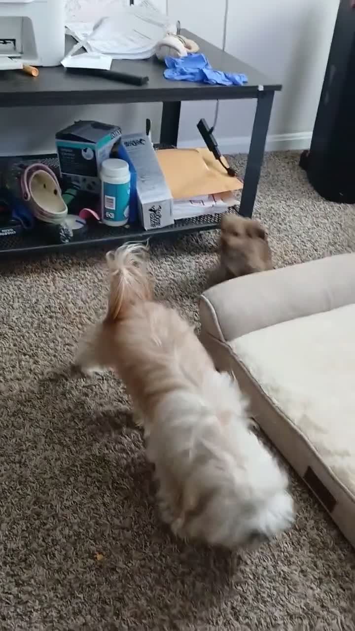 Morkie dogs for sale: BRUNO - Video 1