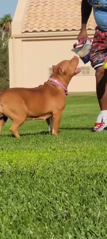 American Bully dogs for sale: American Bully 1 - Video 4