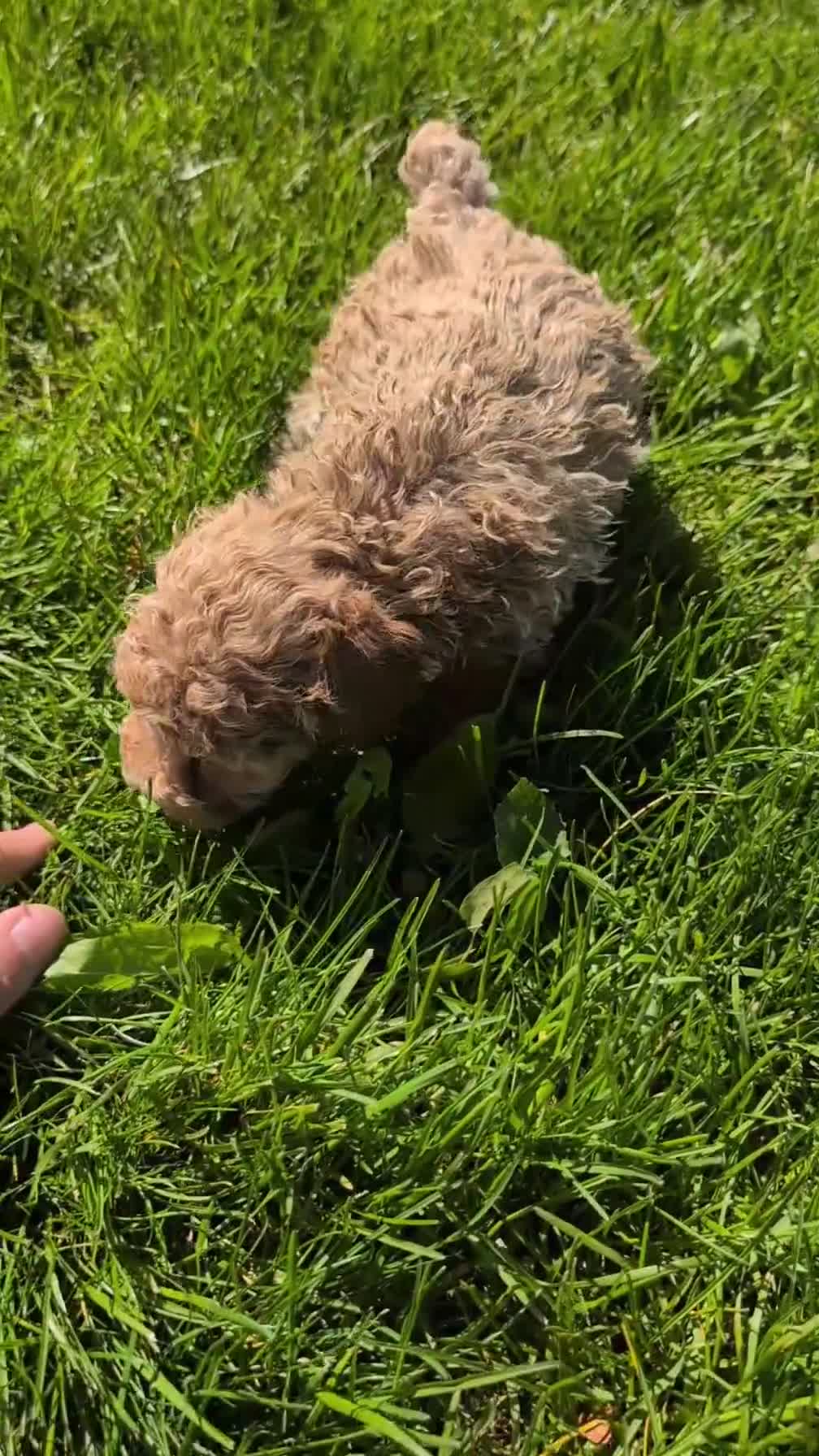 Miniature Poodle dogs for sale: Mya - Video 1