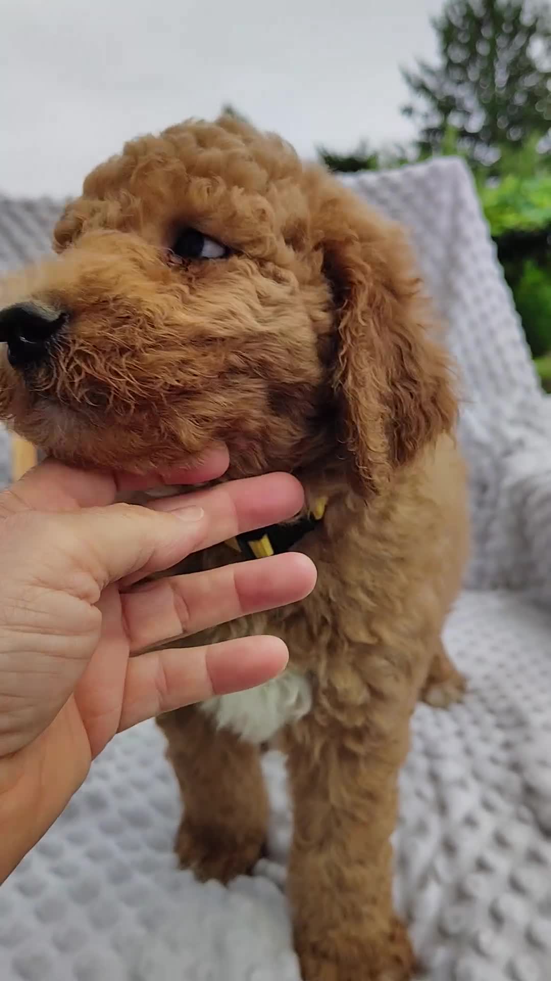 Mini Goldendoodle dogs for sale: Toby - Video 4
