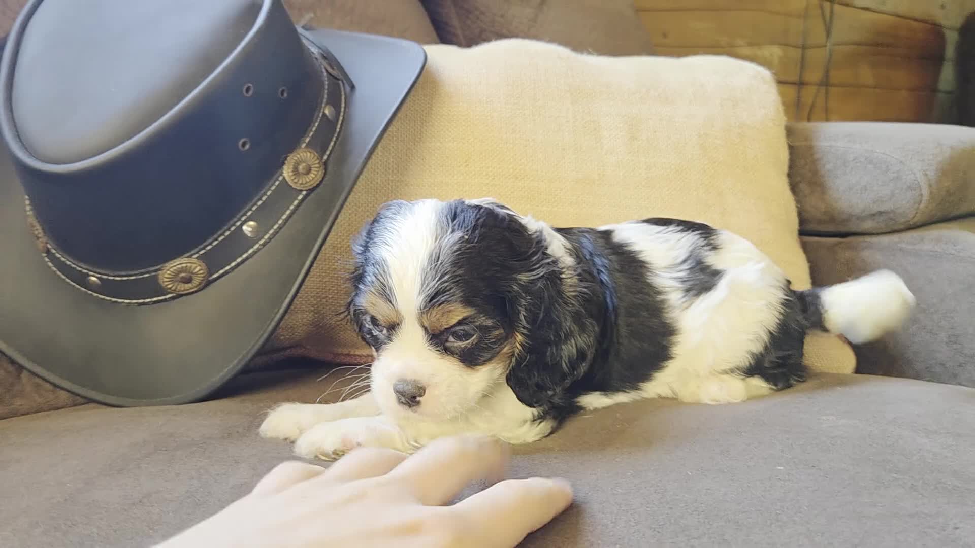 Cavalier King Charles Spaniel dogs for sale: Dior - Video 1