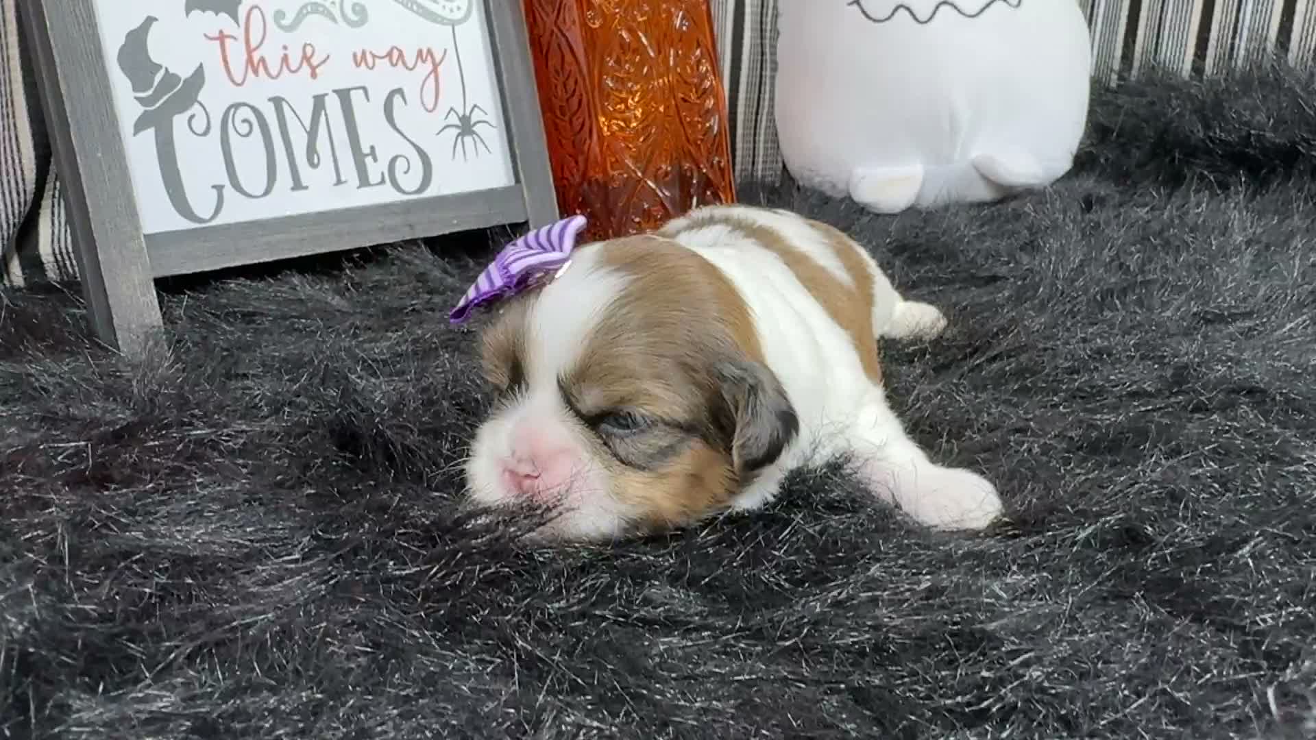 Shih Tzu dogs for sale: Shih Tzu 3 - Video 1