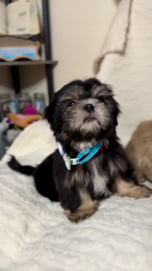 Shih Tzu dogs for sale: "Big boy" Shih Tzu Puppy 1 - Video 2