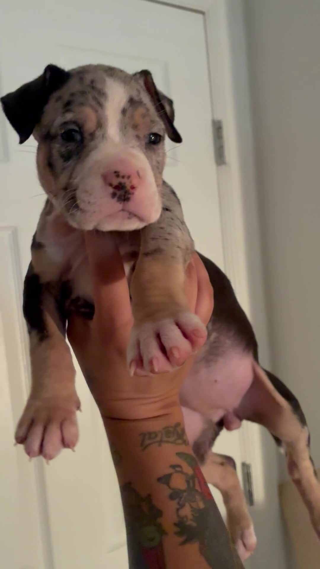 American Bully dogs for sale: Female 1 - Video 2