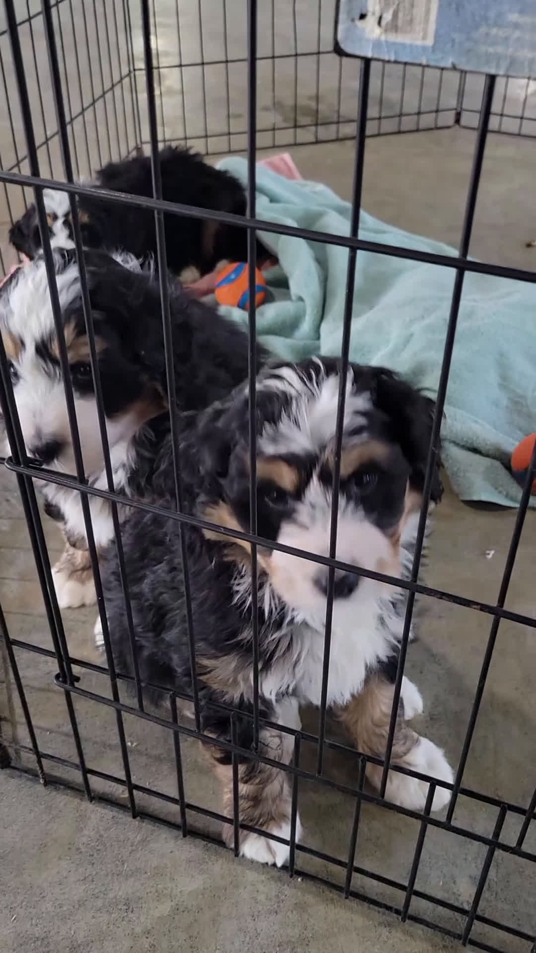 Mini Bernedoodle dogs for sale: Mini Bernedoodle Puppy 3 - Video 2