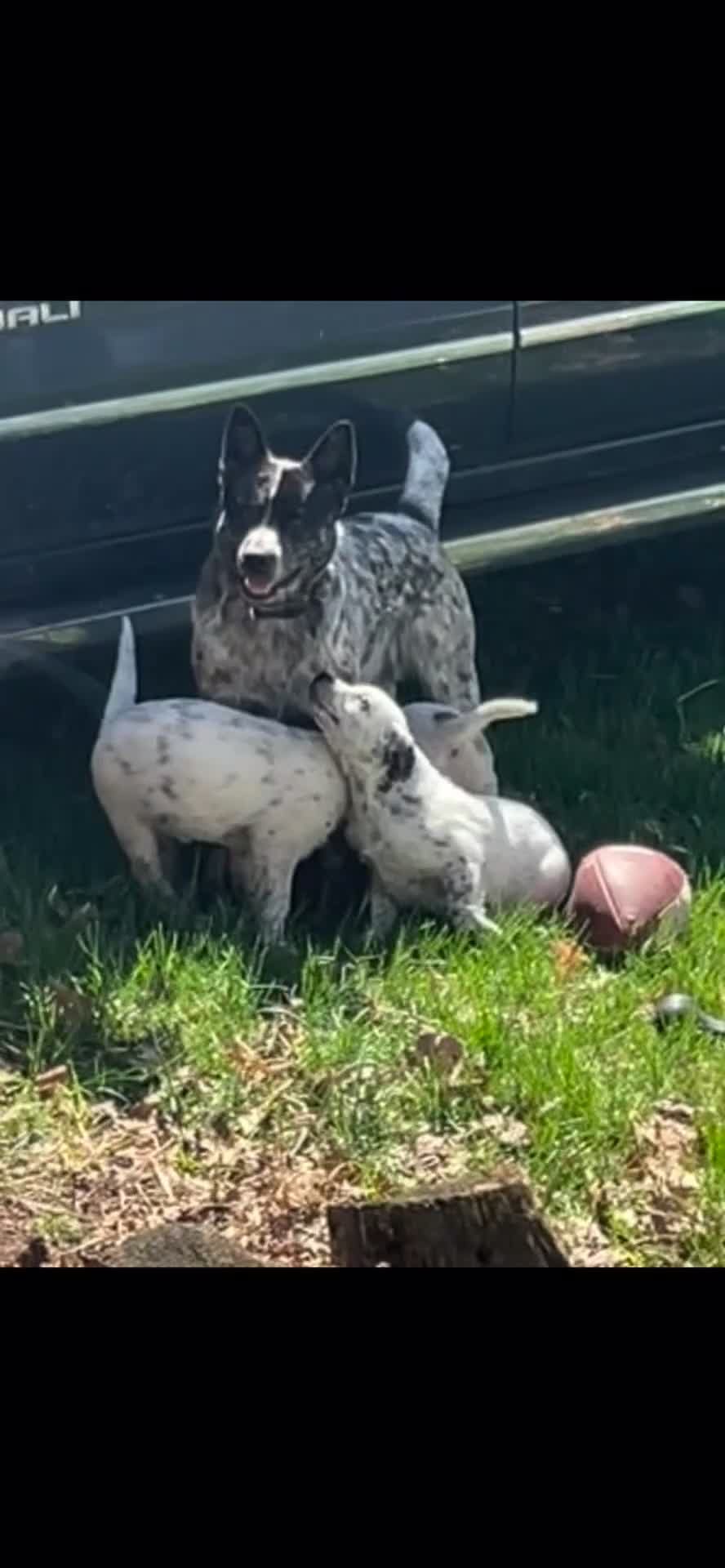 Australian Cattle Dog dogs for sale: Australian Cattle Dog Puppy 1 - Video 1