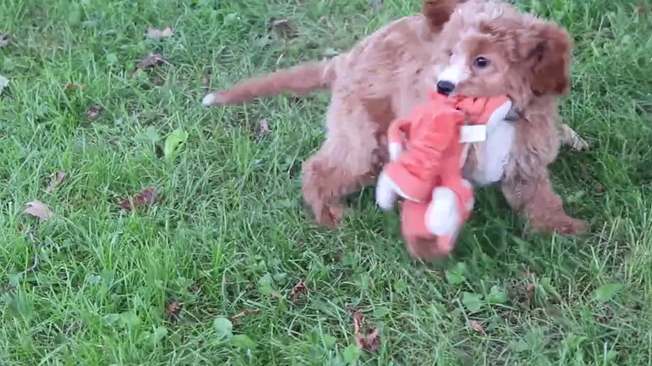 Cavapoochon dogs for sale: Stetson - Video 1