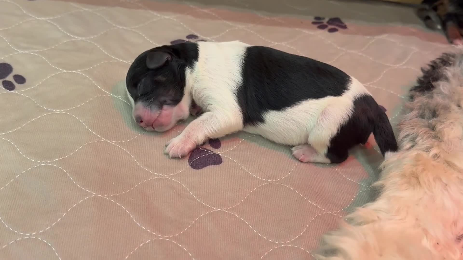Mini Bernedoodle dogs for sale: Otis - Video 1