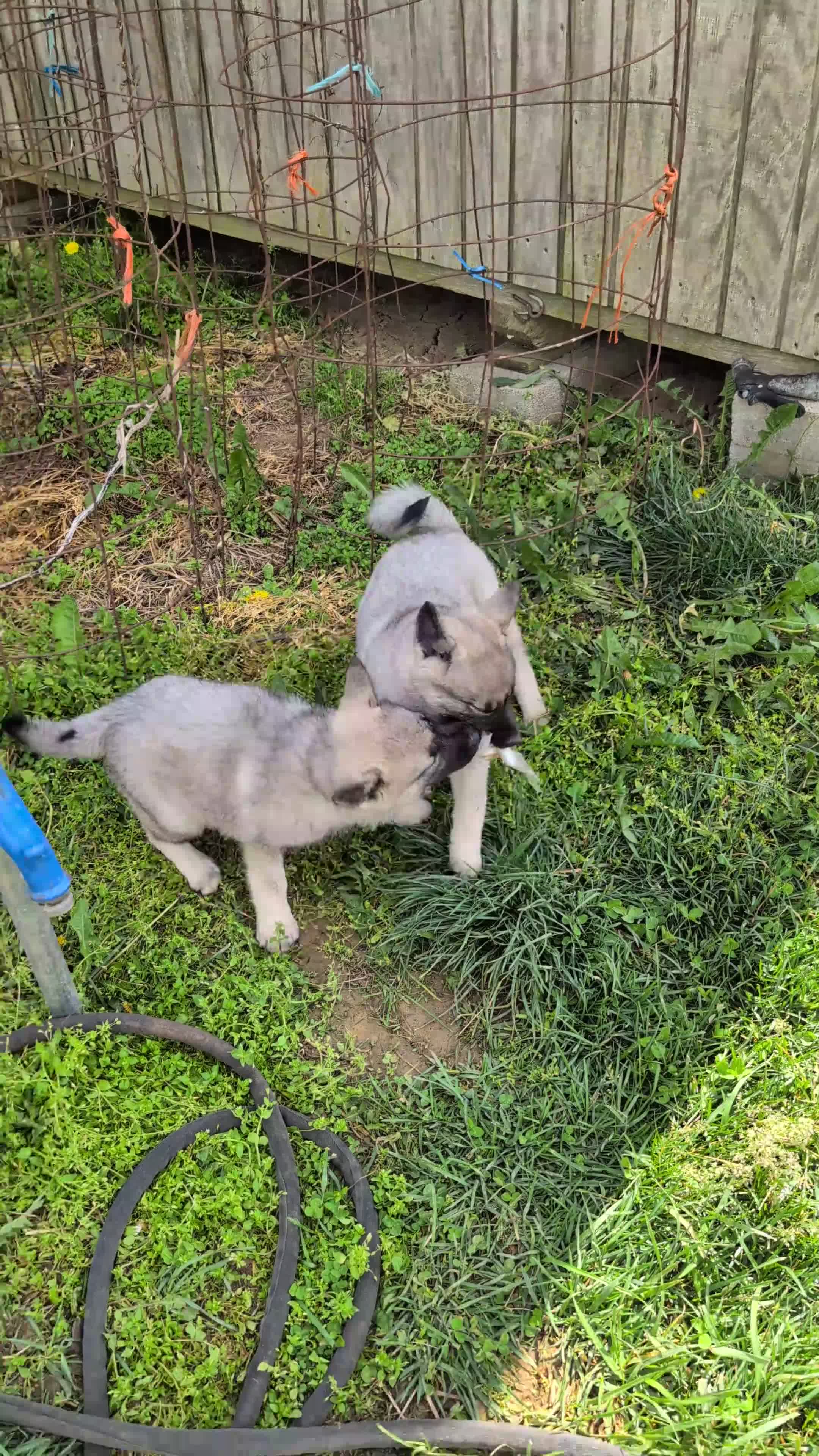 Norwegian Elkhound dogs for sale: Mr. Blue - Video 1