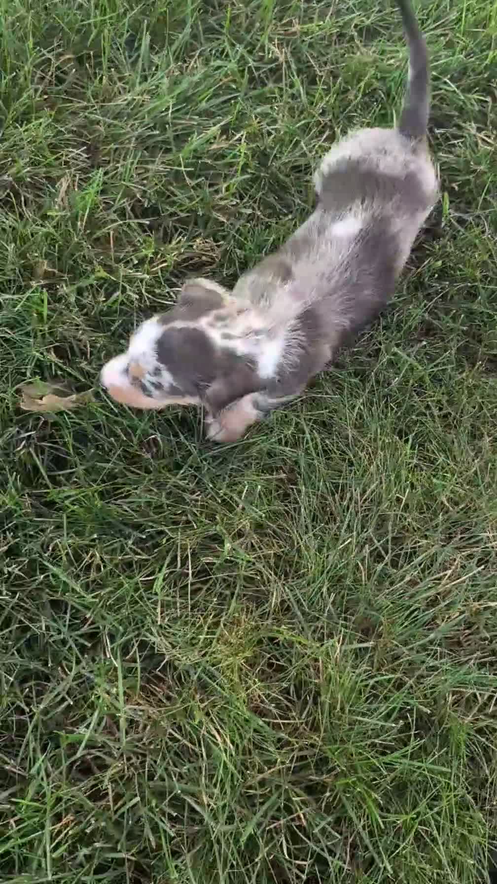 Miniature Dachshund dogs for sale: Kita - Video 1