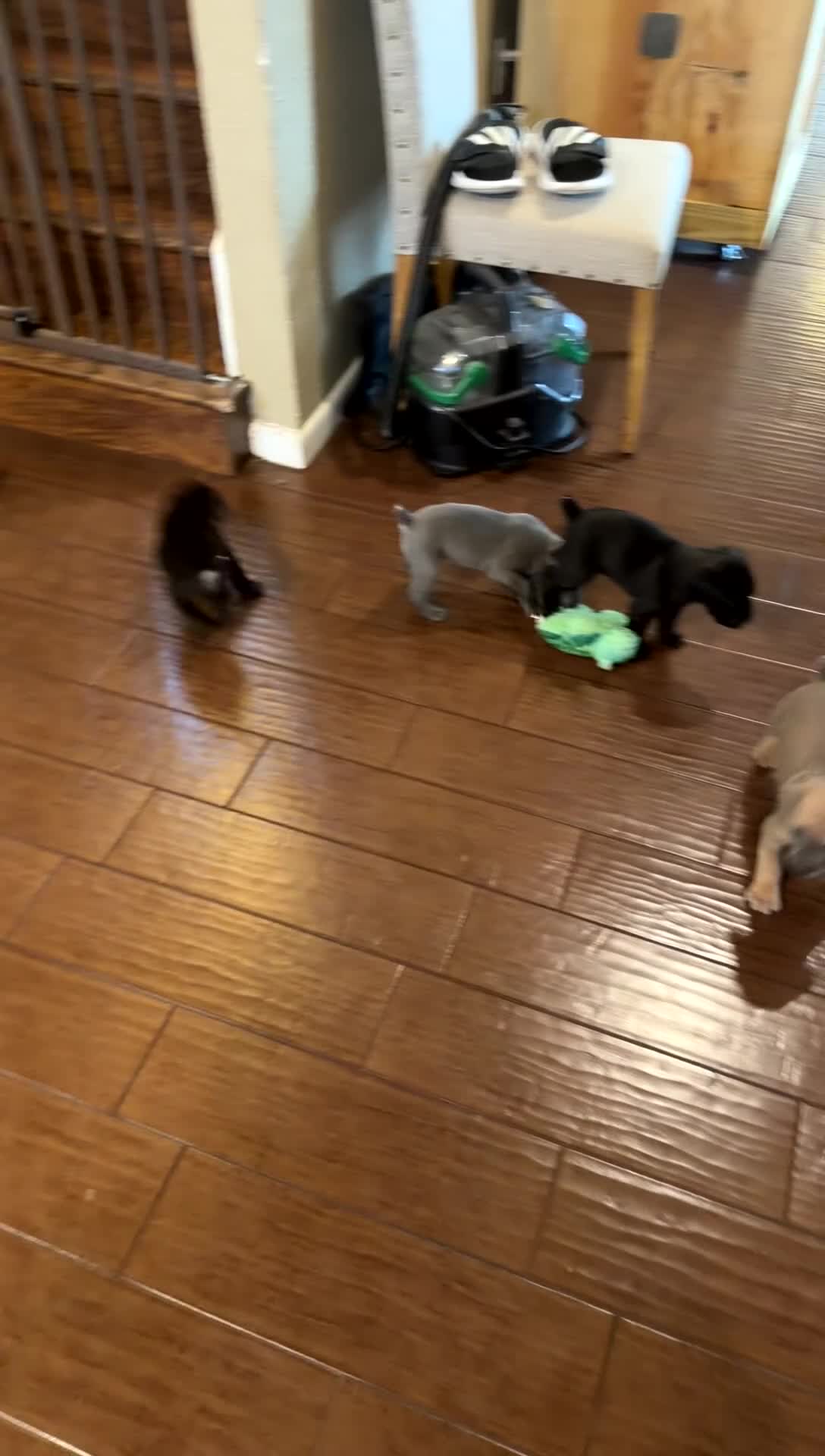 Cane Corso dogs for sale: Cane Corso Puppy 5 - Video 2