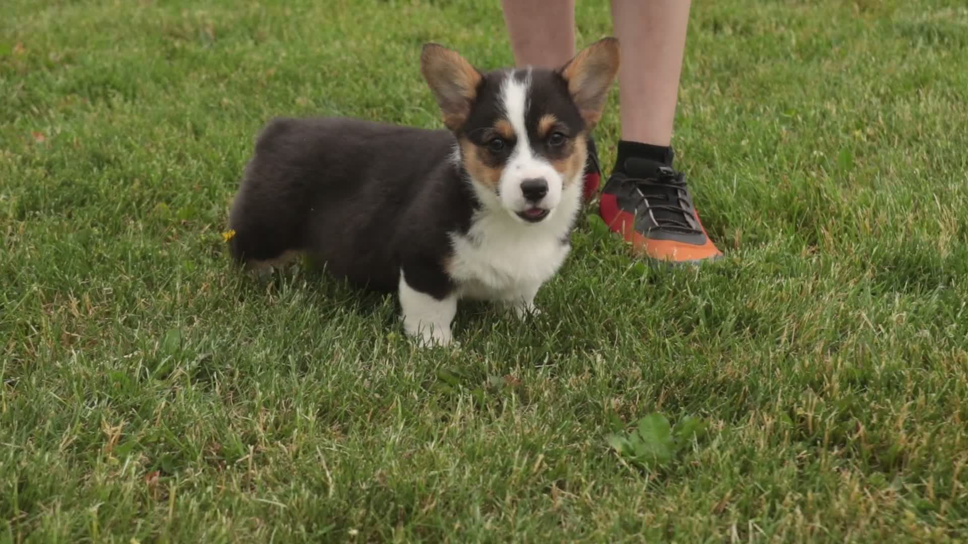Welsh Corgi Pembroke dogs for sale: Olaf - Video 1