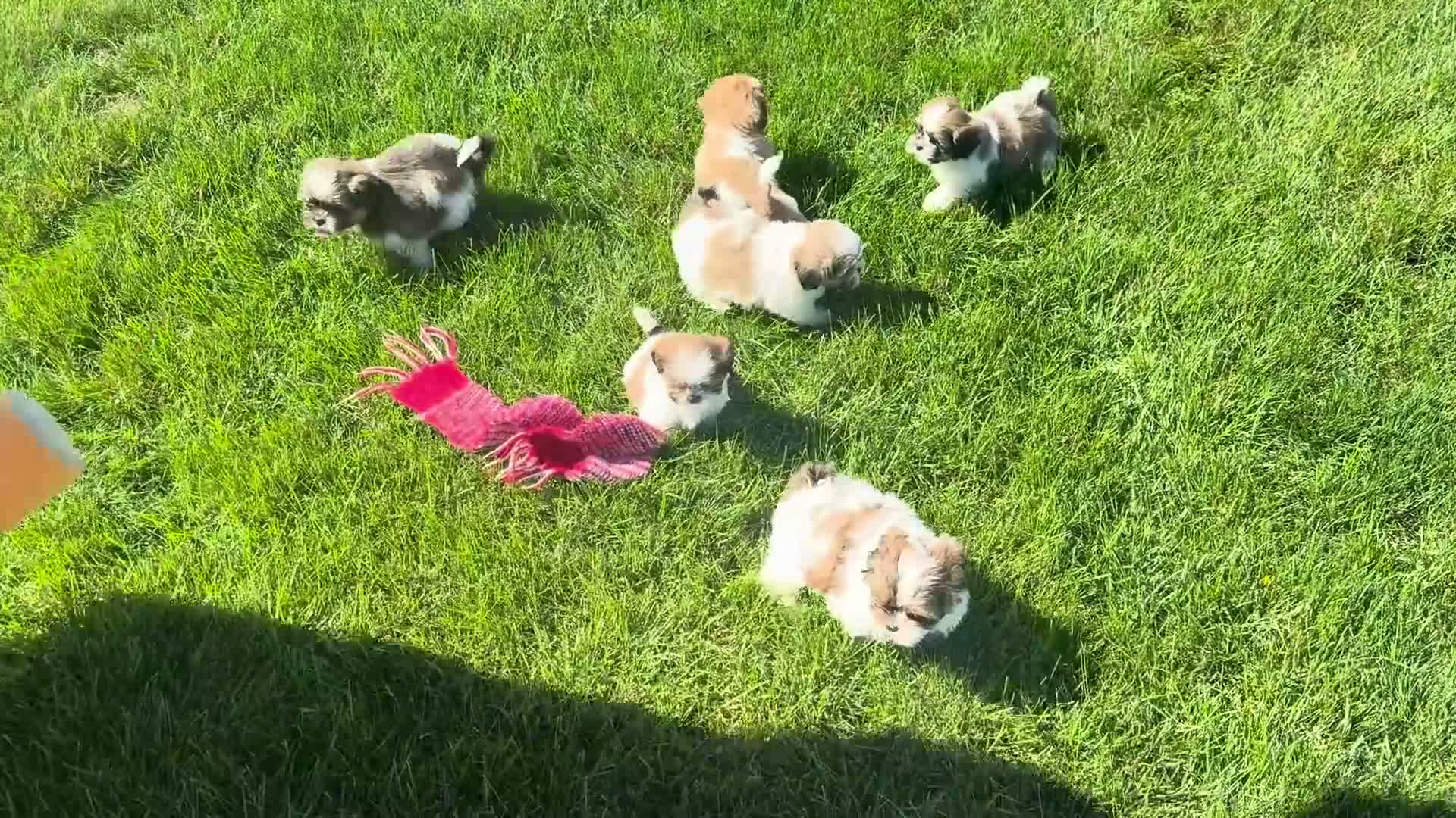 Shih Tzu dogs for sale: Mikey - Video 1