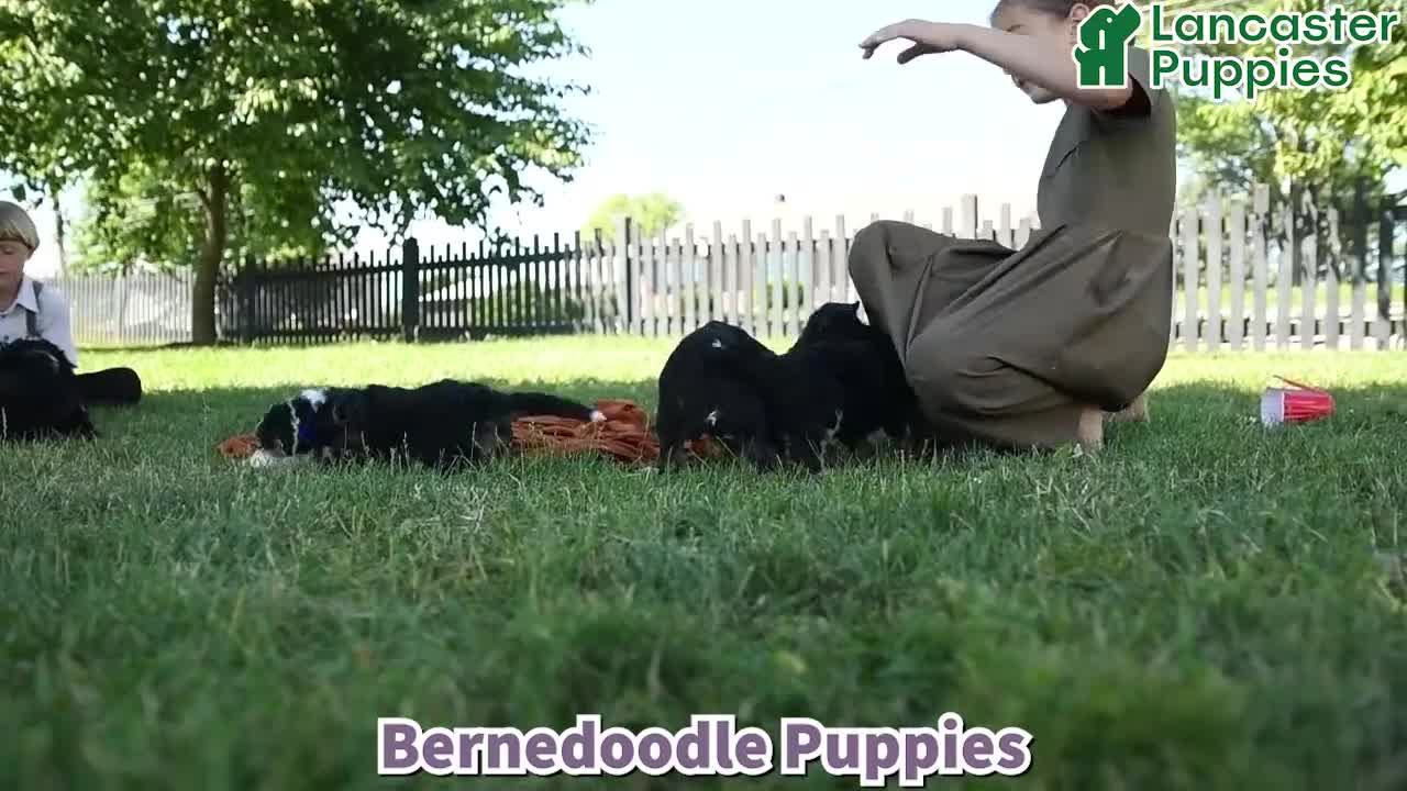 Bernedoodle dogs for sale: Queso - Video 1