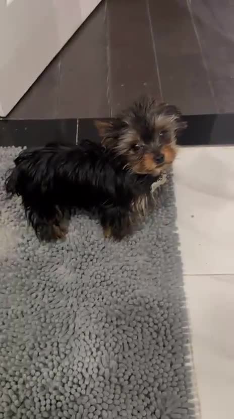 Yorkshire Terrier dogs for sale: Jakey- TEACUP who is also Potty and Crate Trained  - Video 1