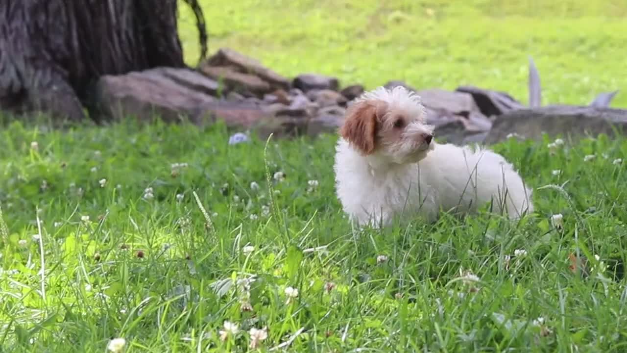 Yorkiepoo dogs for sale: Jackson - Video 1