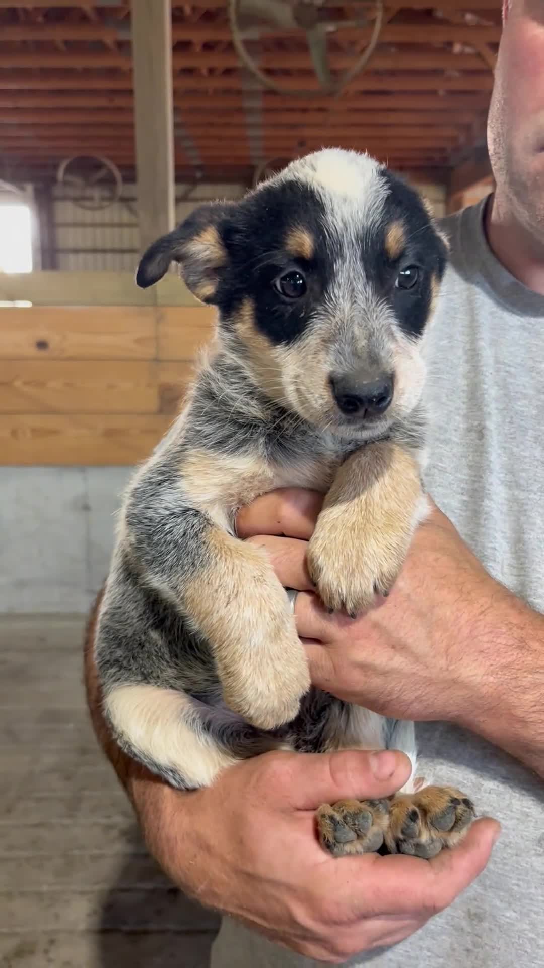 Australian Cattle Dog dogs for sale: Esther - Video 1