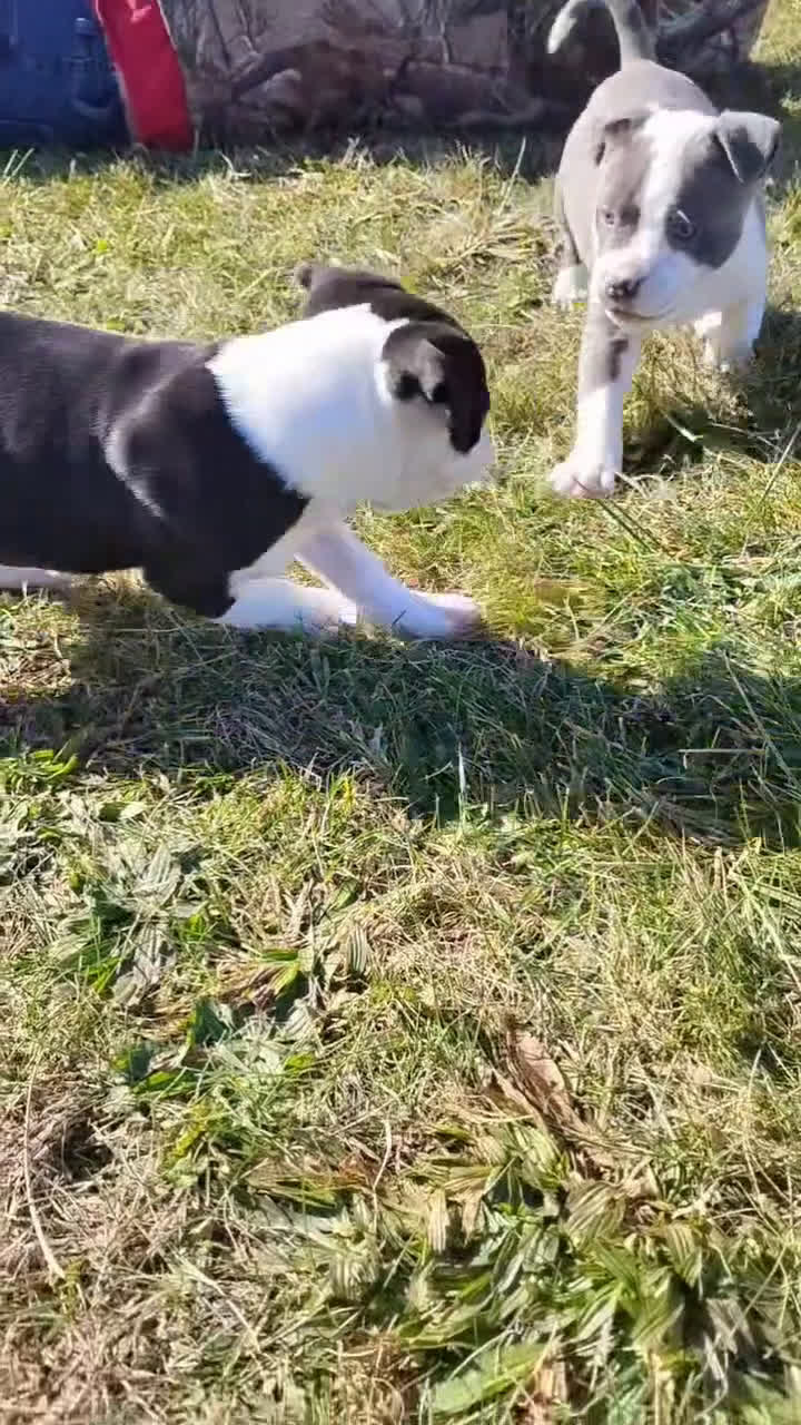 American Pit Bull Terrier dogs for sale: ASH - Video 3