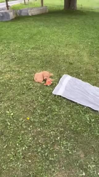 Mixed Breed dogs for sale: Sweetie - Video 1