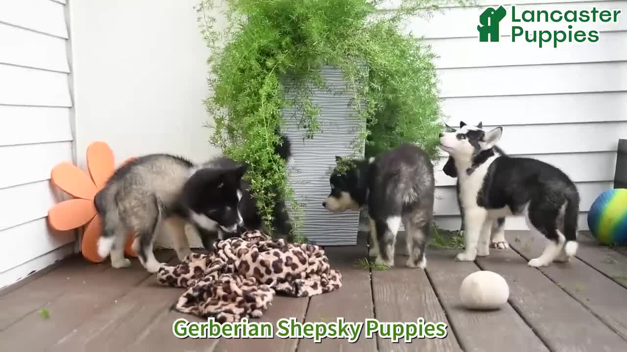 Gerberian Shepsky dogs for sale: Frisky - Video 1