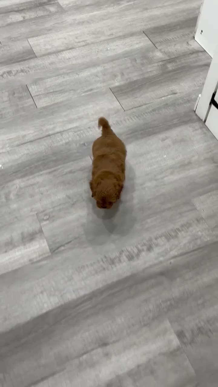 Cavapoo dogs for sale: Griffin - Video 1
