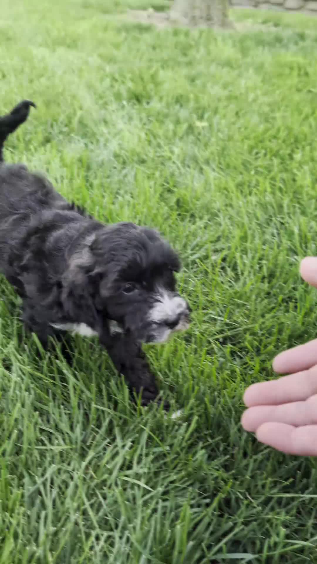 Cavapoo dogs for sale: Melanie  - Video 1