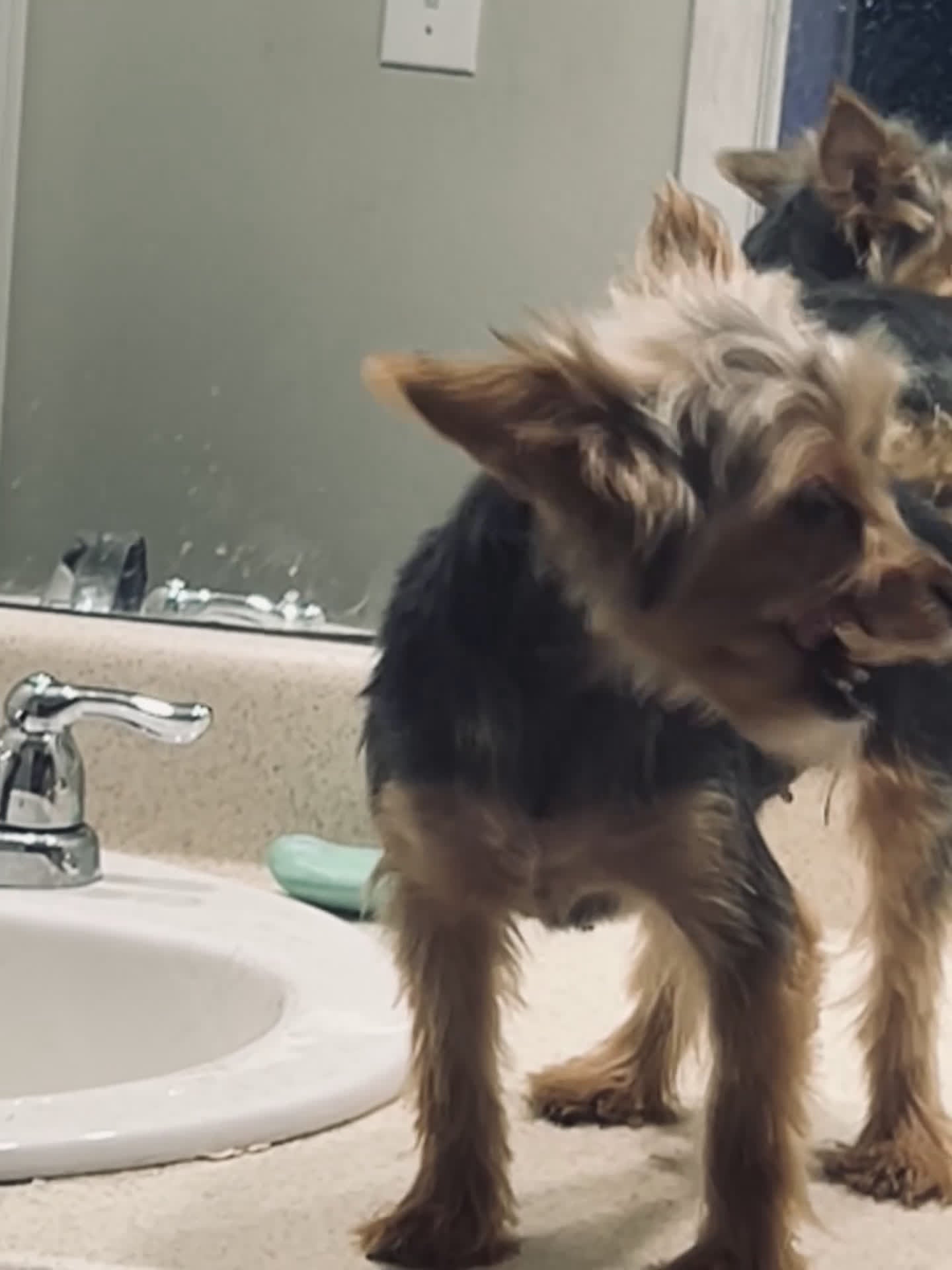 Yorkshire Terrier dogs for sale: Yorkshire Terrier Puppy 1 - Video 1